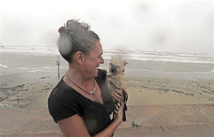 Abandoned Pets In Hurricane Harvey — Pics