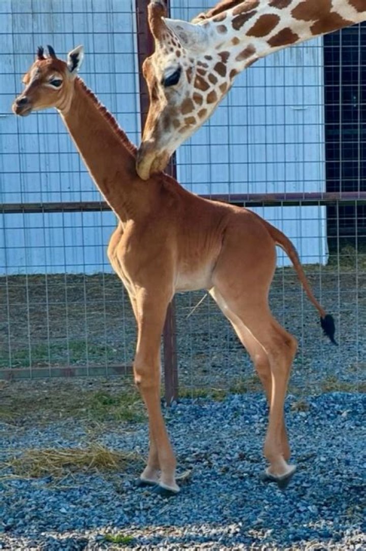 April The Giraffe’s Newborn Calf — PICS