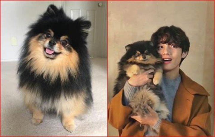 BTS Plays With V’s Dog Yeontan In Cute New Video & Fans Are Swooning – Watch