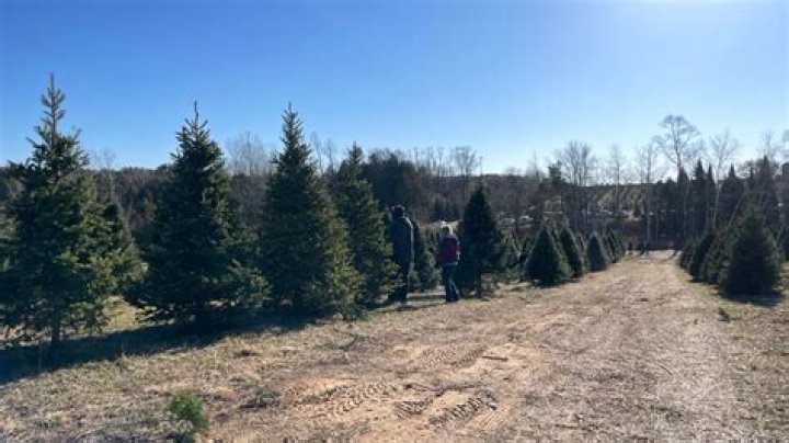Live In NYC & Still Cut Down Your Own Christmas Tree — Pics