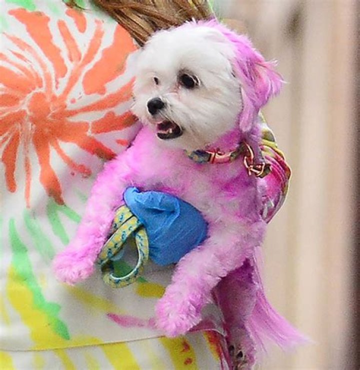 Farrah Abraham Dyes Her Dog Purple For Easter Outing With Daughter, Sophia In Matching Outfits
