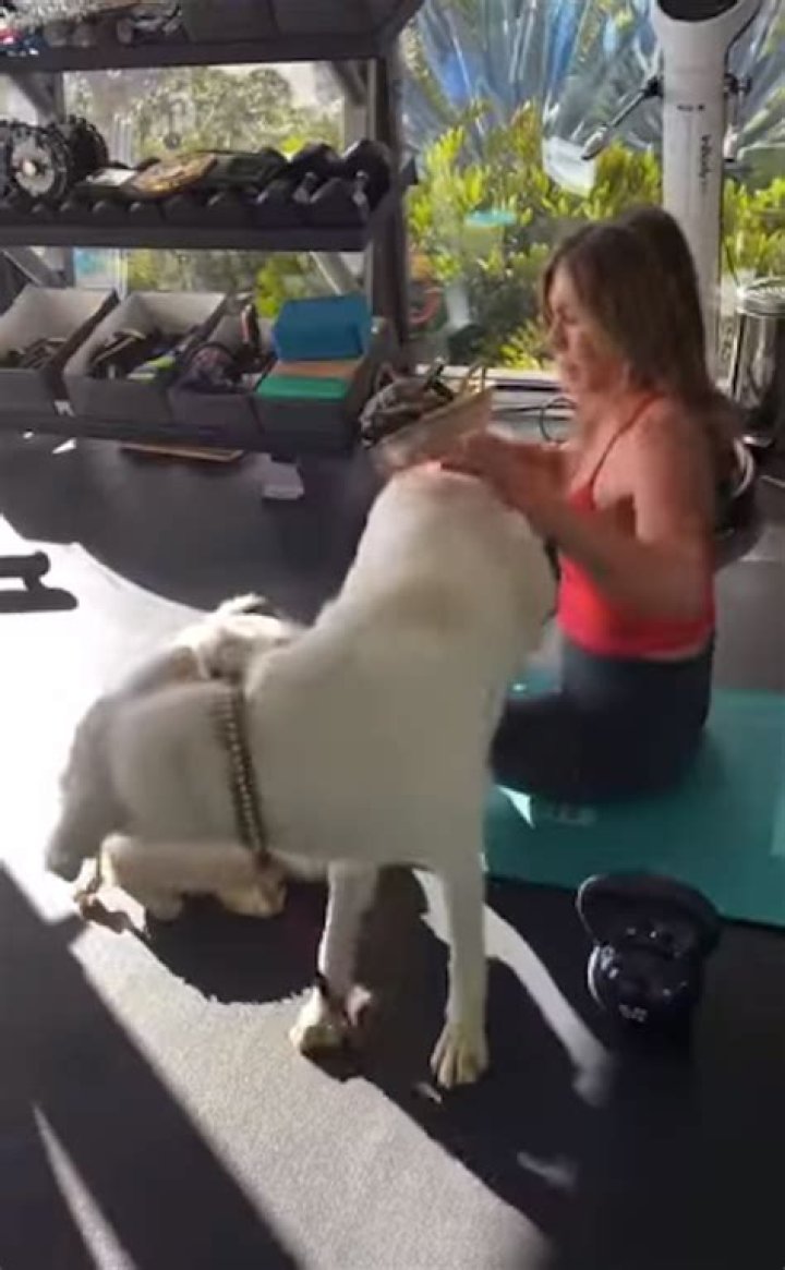 Jennifer Aniston’s Dogs Won’t Stop ‘Smothering’ Her During A Workout At Home — Watch