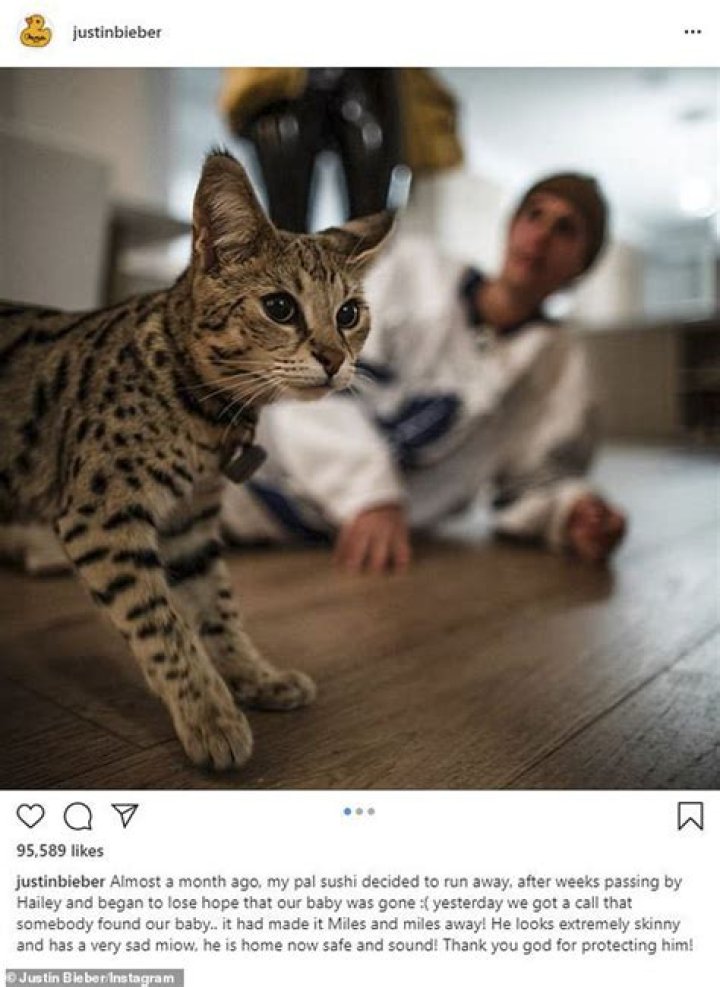 Justin Bieber Commemorates His Cat’s Return Home With Instagram Post – Hollywood Life