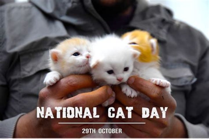 National Cat Day: See Taylor Swift & More Stars Cuddling Up To Their Sweet Kitties