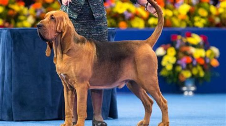 Nathan The Bloodhound Wins The 2014 National Dog Show