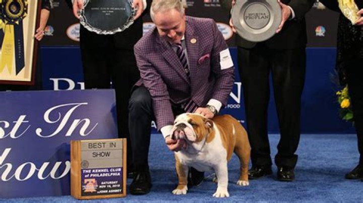 Thor The Bulldog Wins Best In Show – Hollywood Life