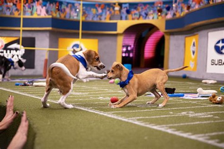 Puppy Bowl 2020: Fall In Love With All The Very Good Doggos Competing This Year