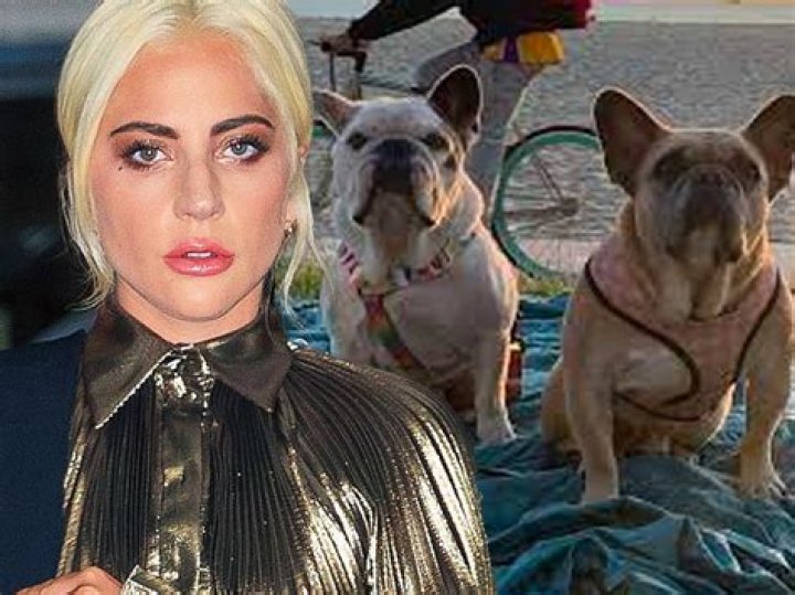 Lady Gaga’s Dog Walker Shot During Robbery – Hollywood Life
